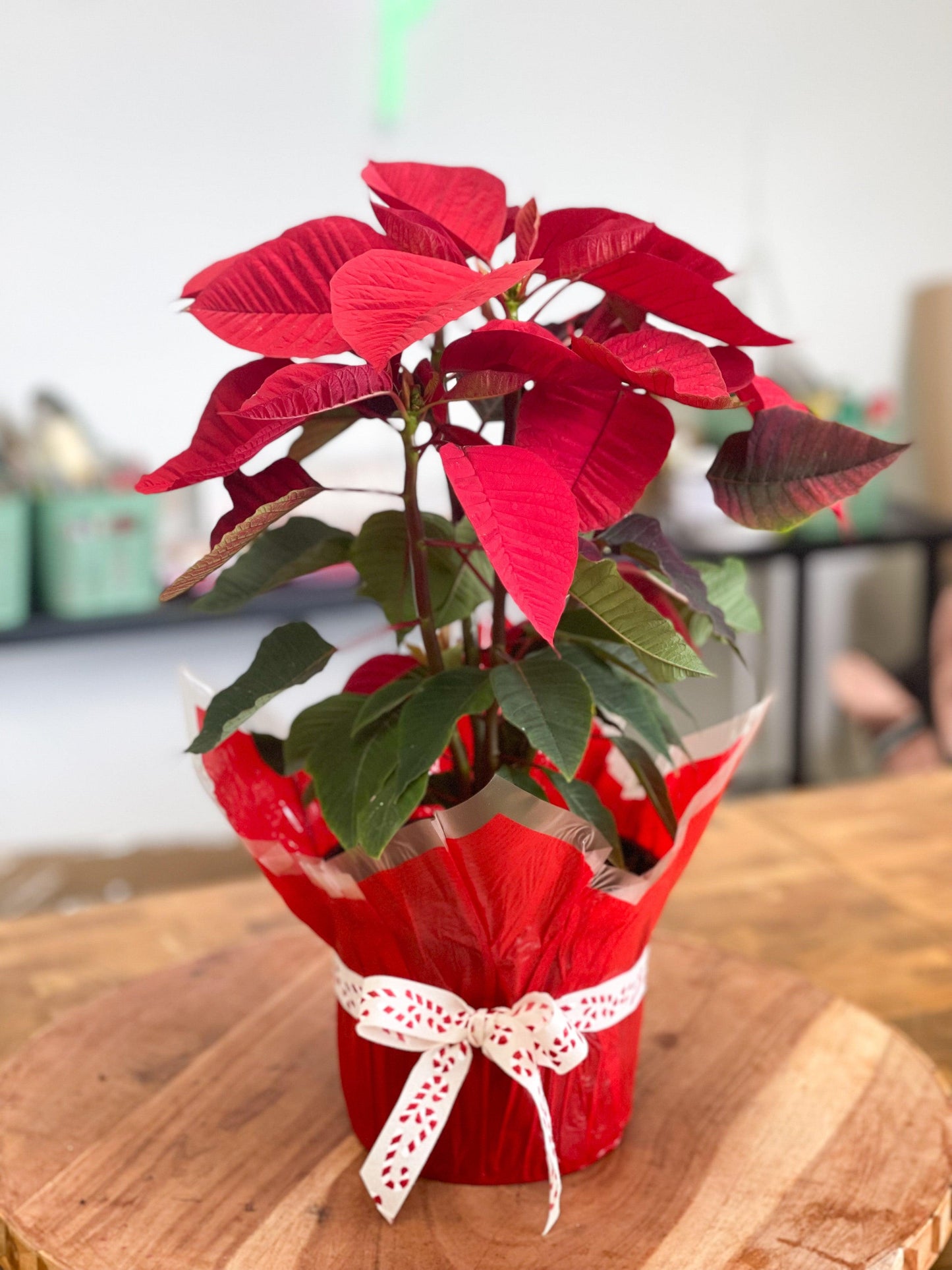Poinsettias - Holiday Plant Tanit Florist